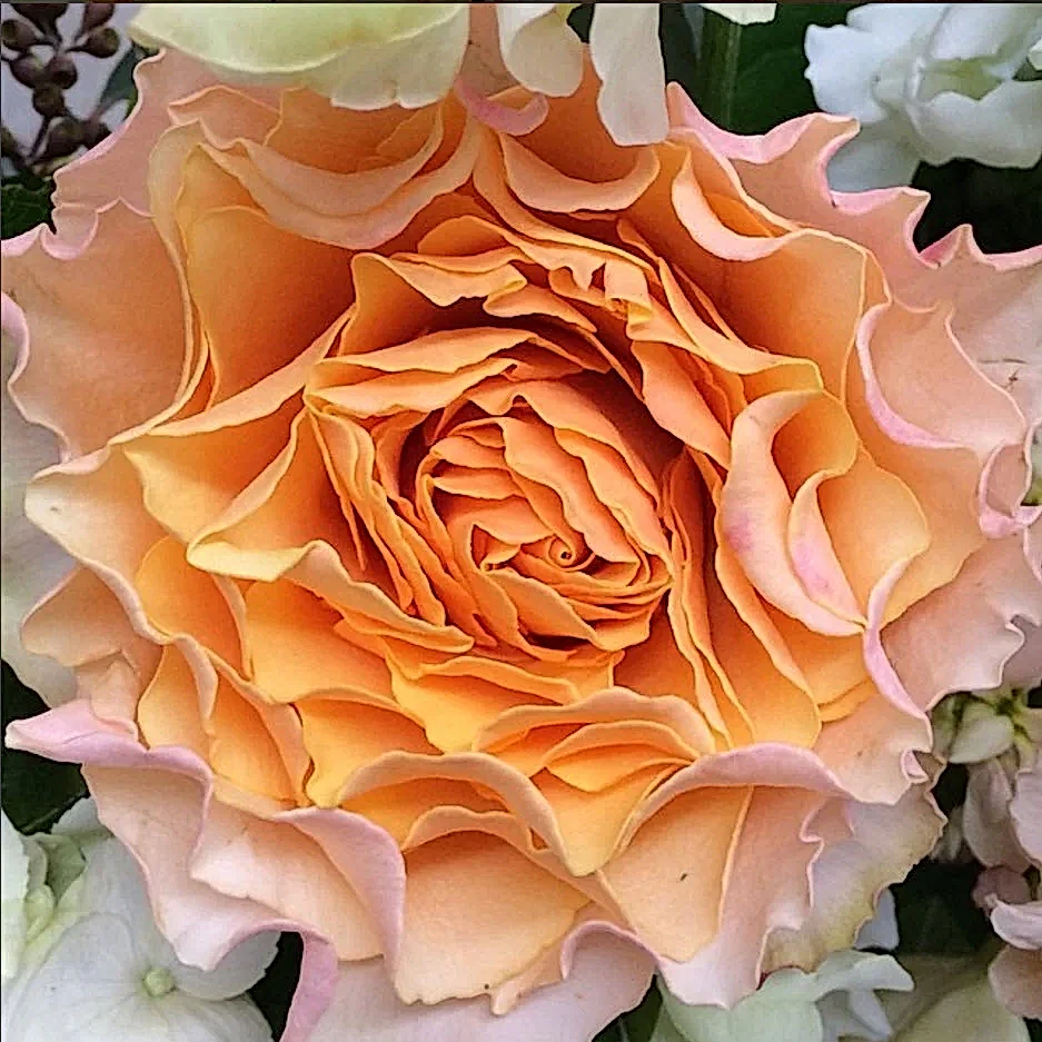 Peach Campanella Garden Roses