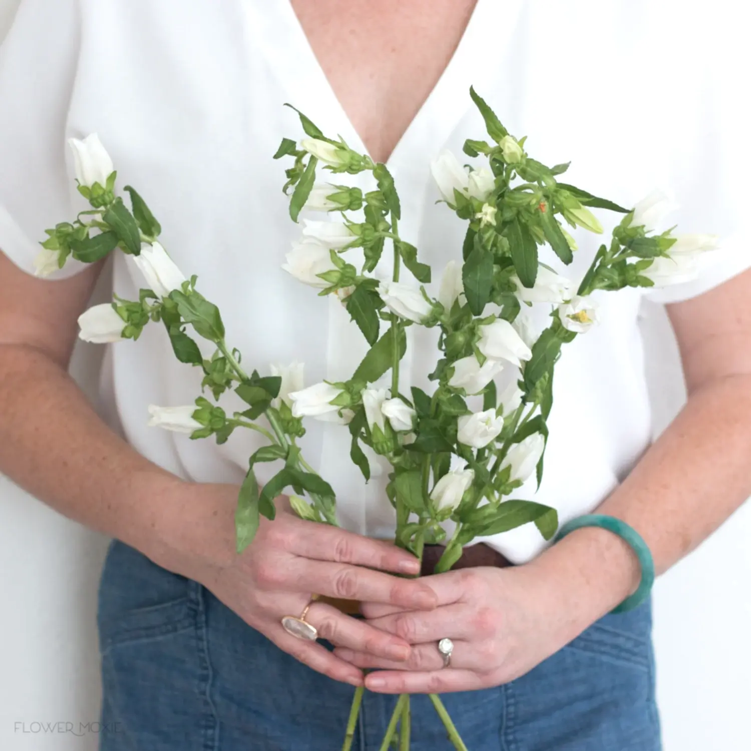 white campanula flower