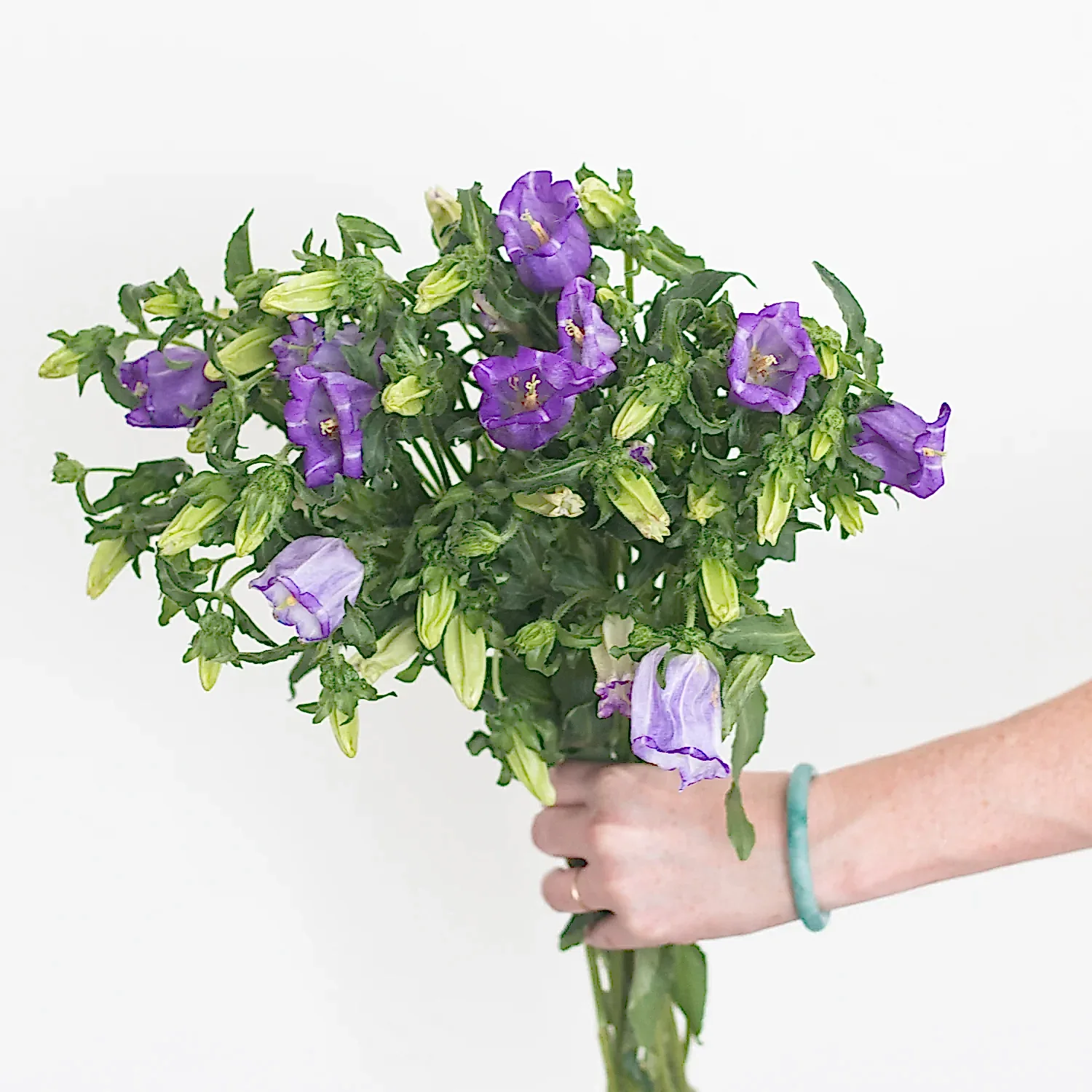 Purple Campanula Flower