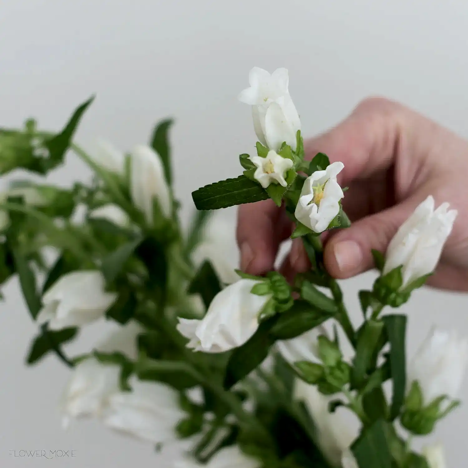 white campanula flower