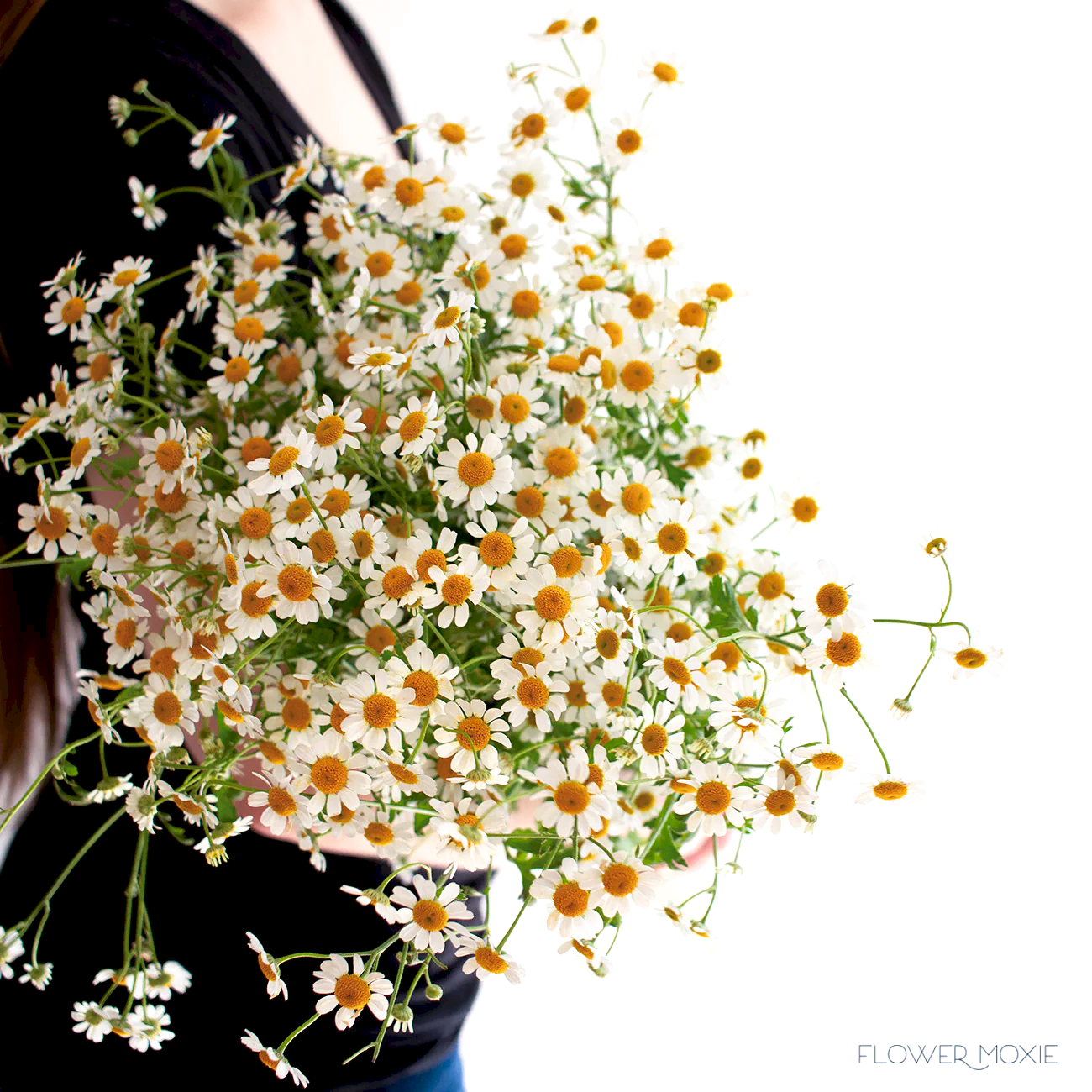 Feverfew chamomile daisy