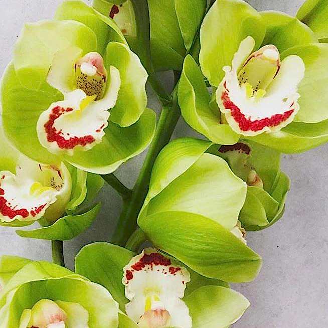 green cymbidium orchid flower