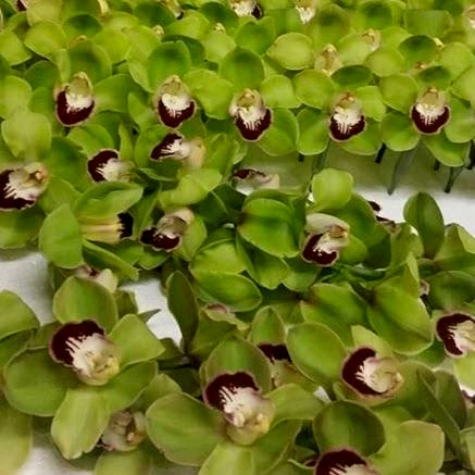 green cymbidium orchid flower