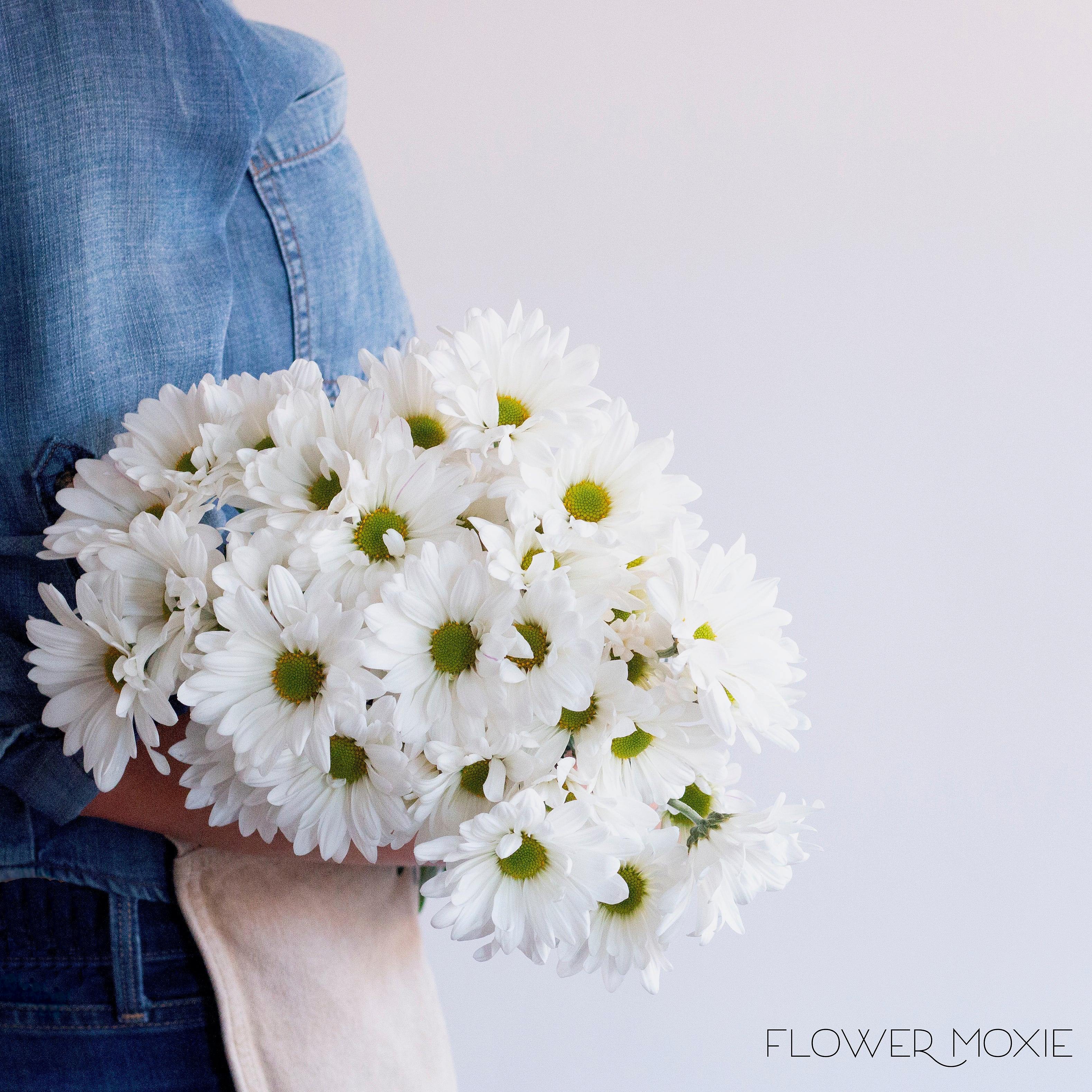 White Daisy Pom