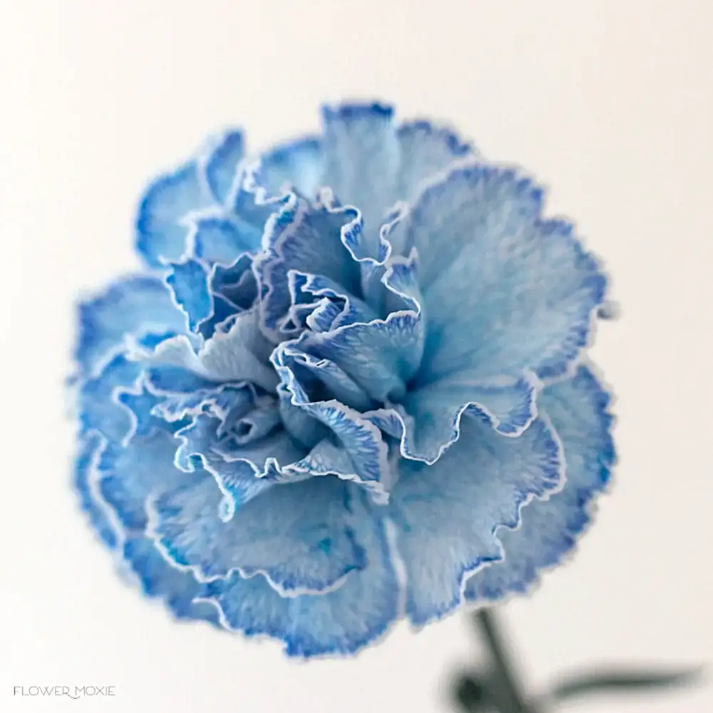 tinted blue carnation flower