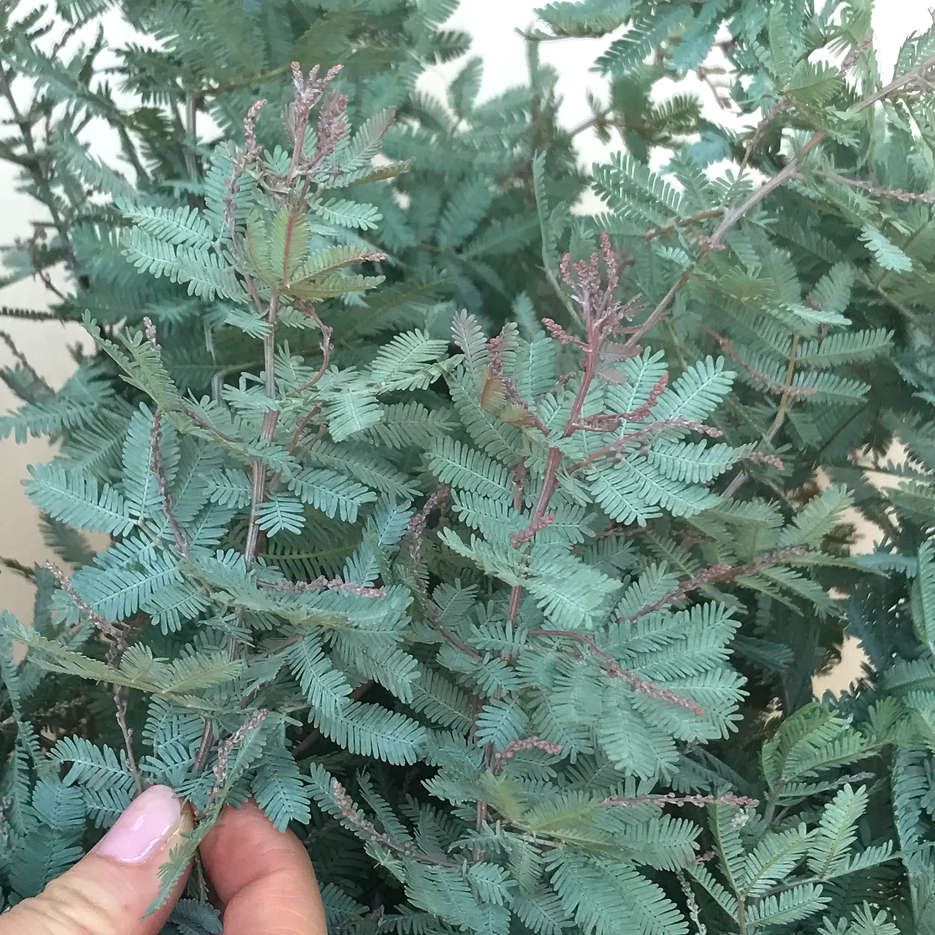 Feather Leaf Acacia Greenery