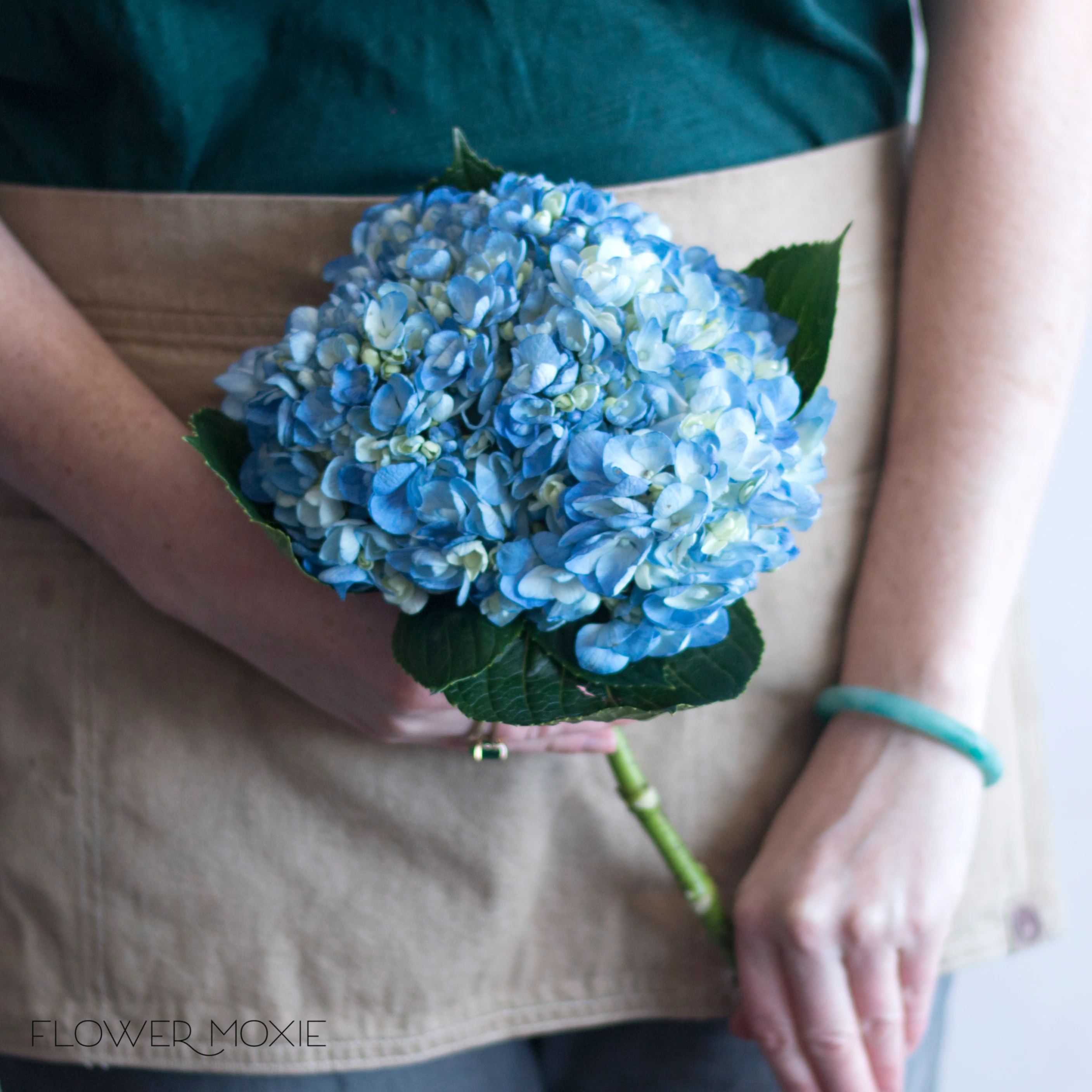 Blue Hydrangea