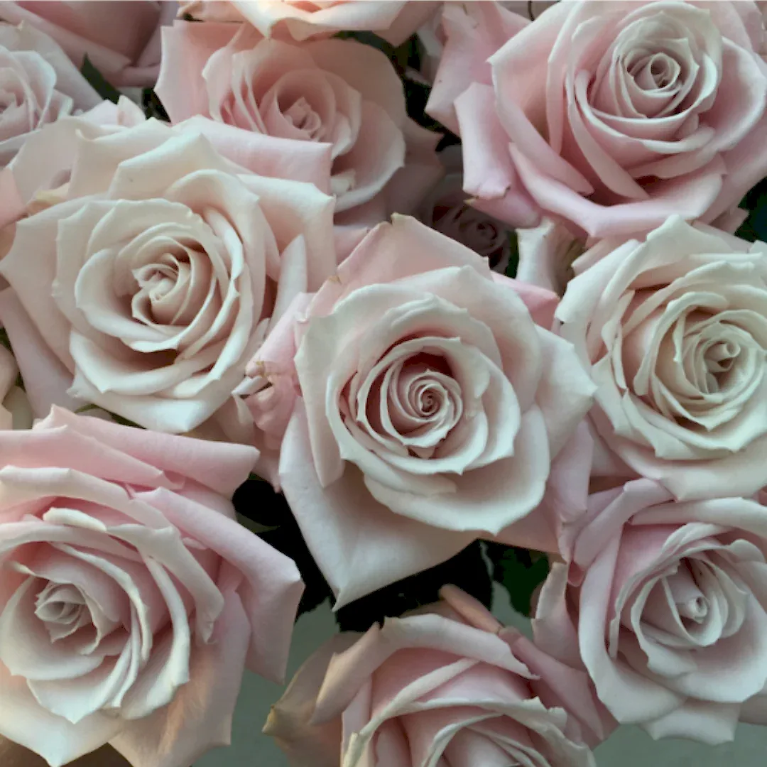 Sweet Escimo blush Rose