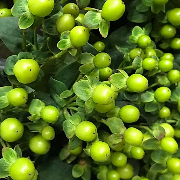 Green Hypericum Berries