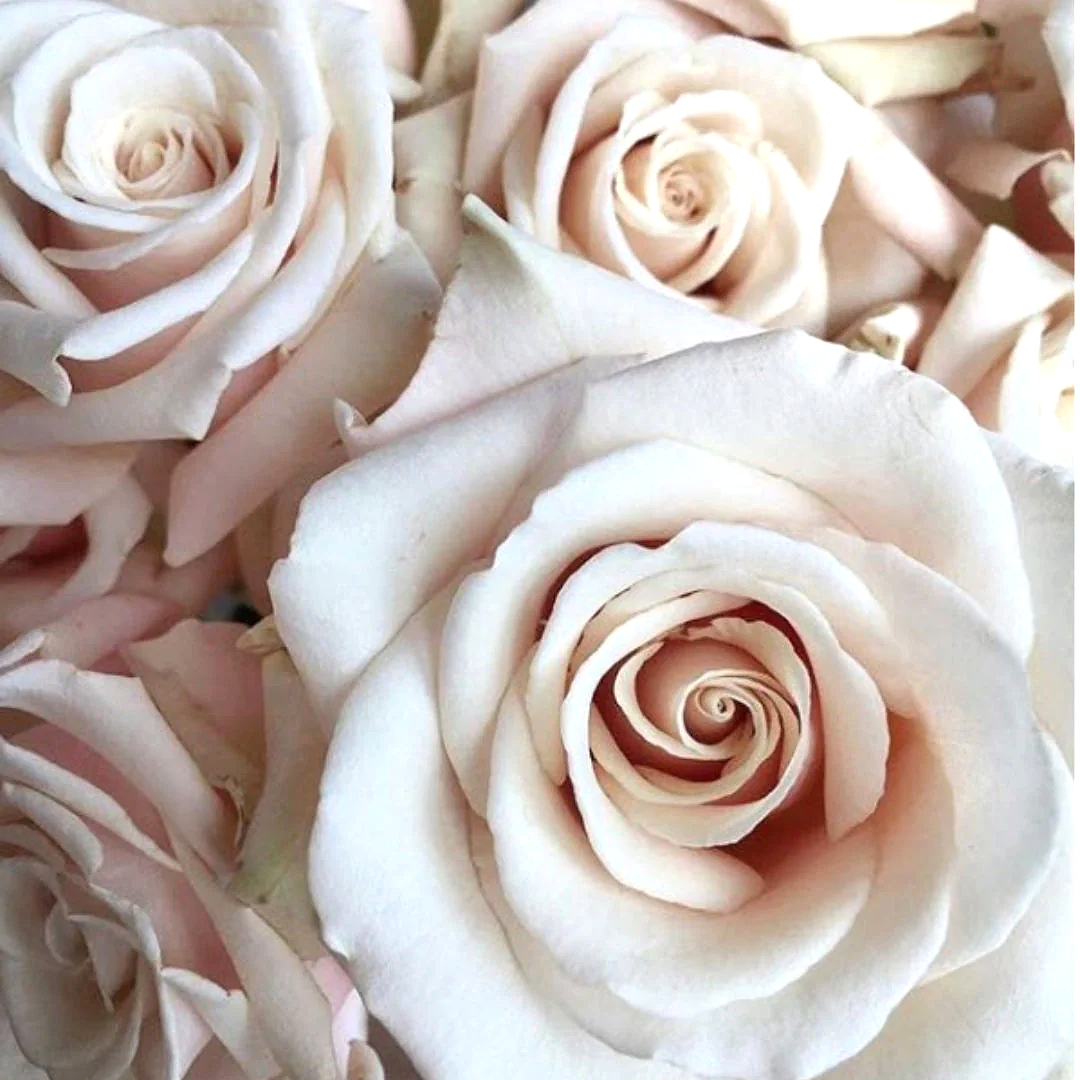 Sahara Beige Roses