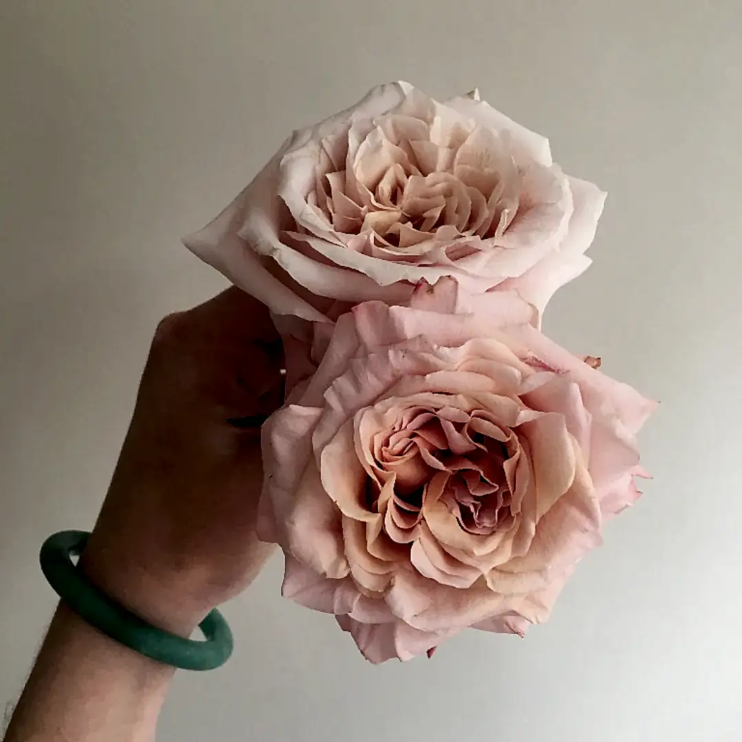 Shimmer Peach Roses