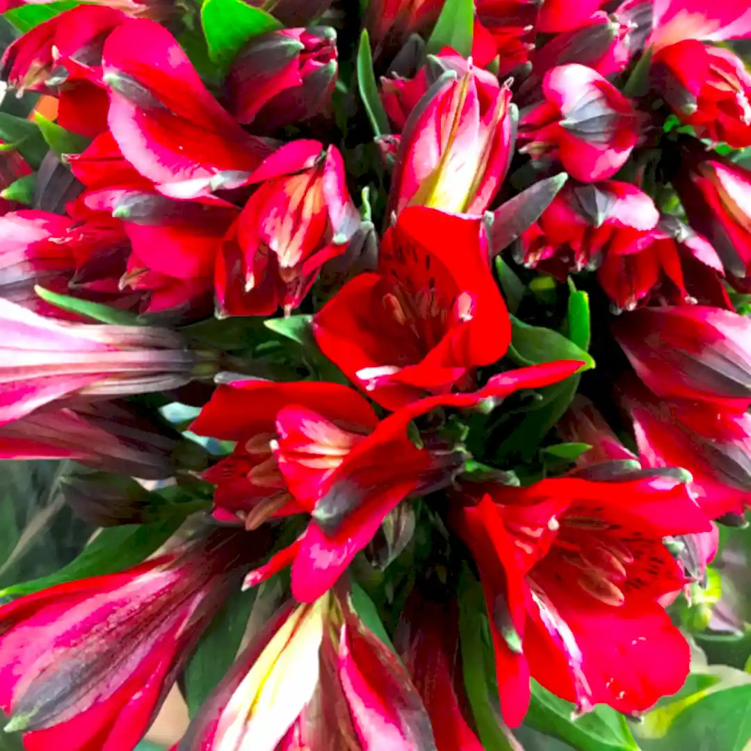 Red Alstroemeria Flowers