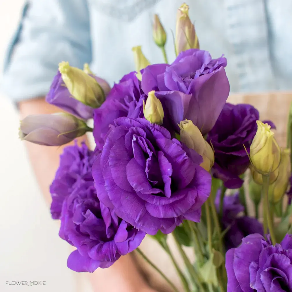 deep purple lisianthus flower