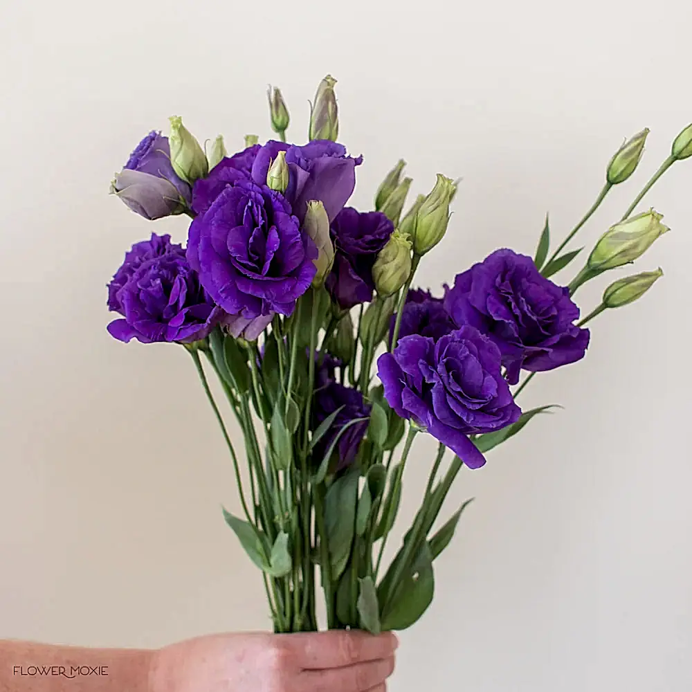 deep purple lisianthus flower