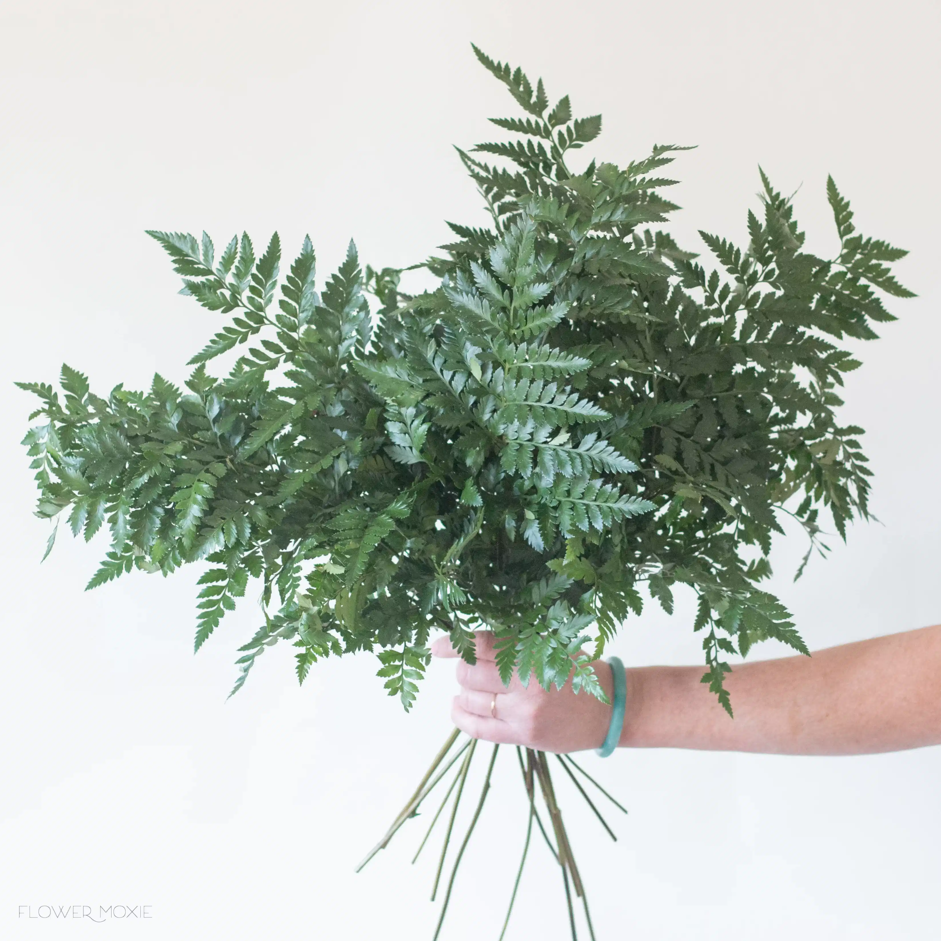 leatherleaf fern greenery