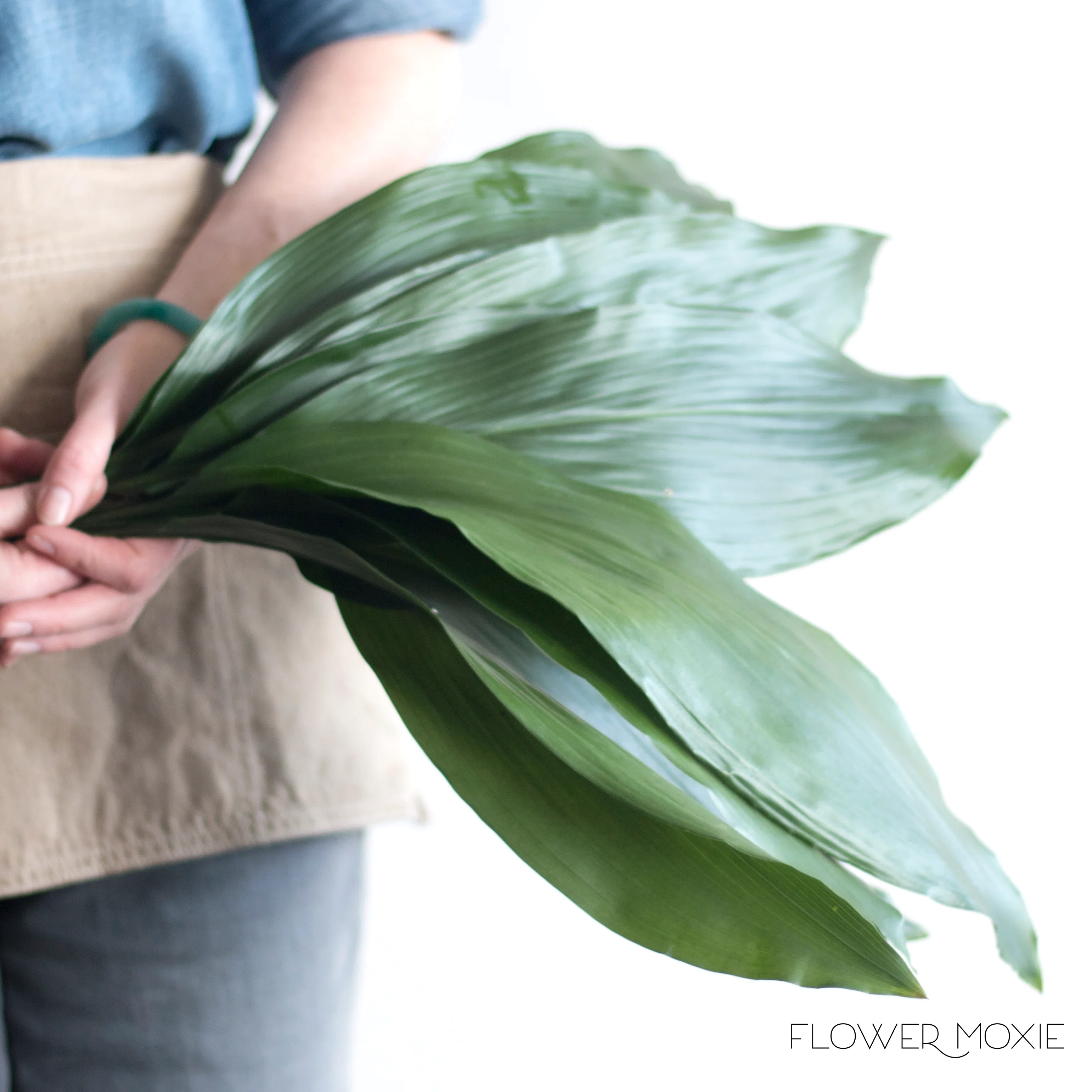 Aspidistra Leaf