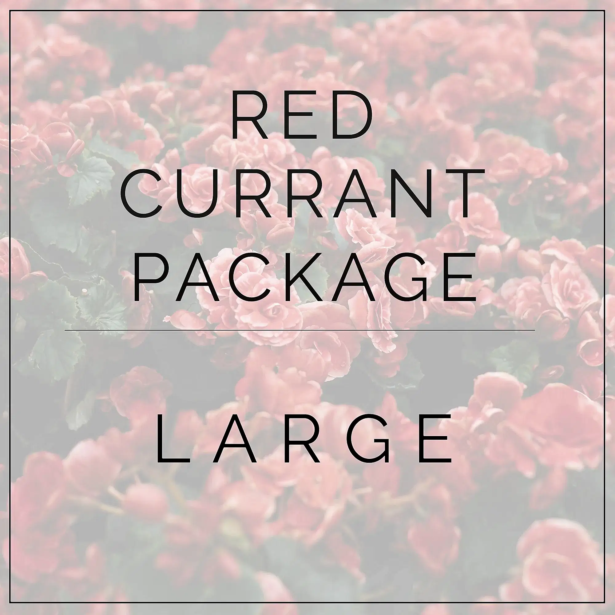 large red currant package