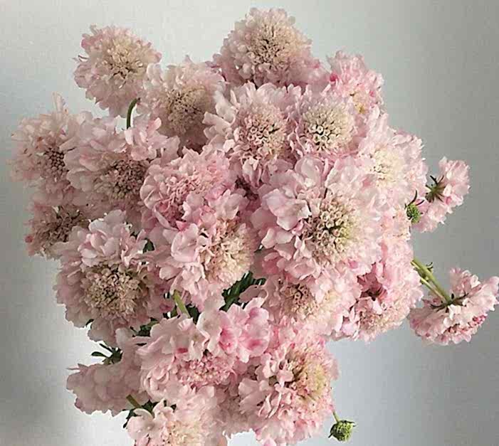 Pink Scabiosa Flower