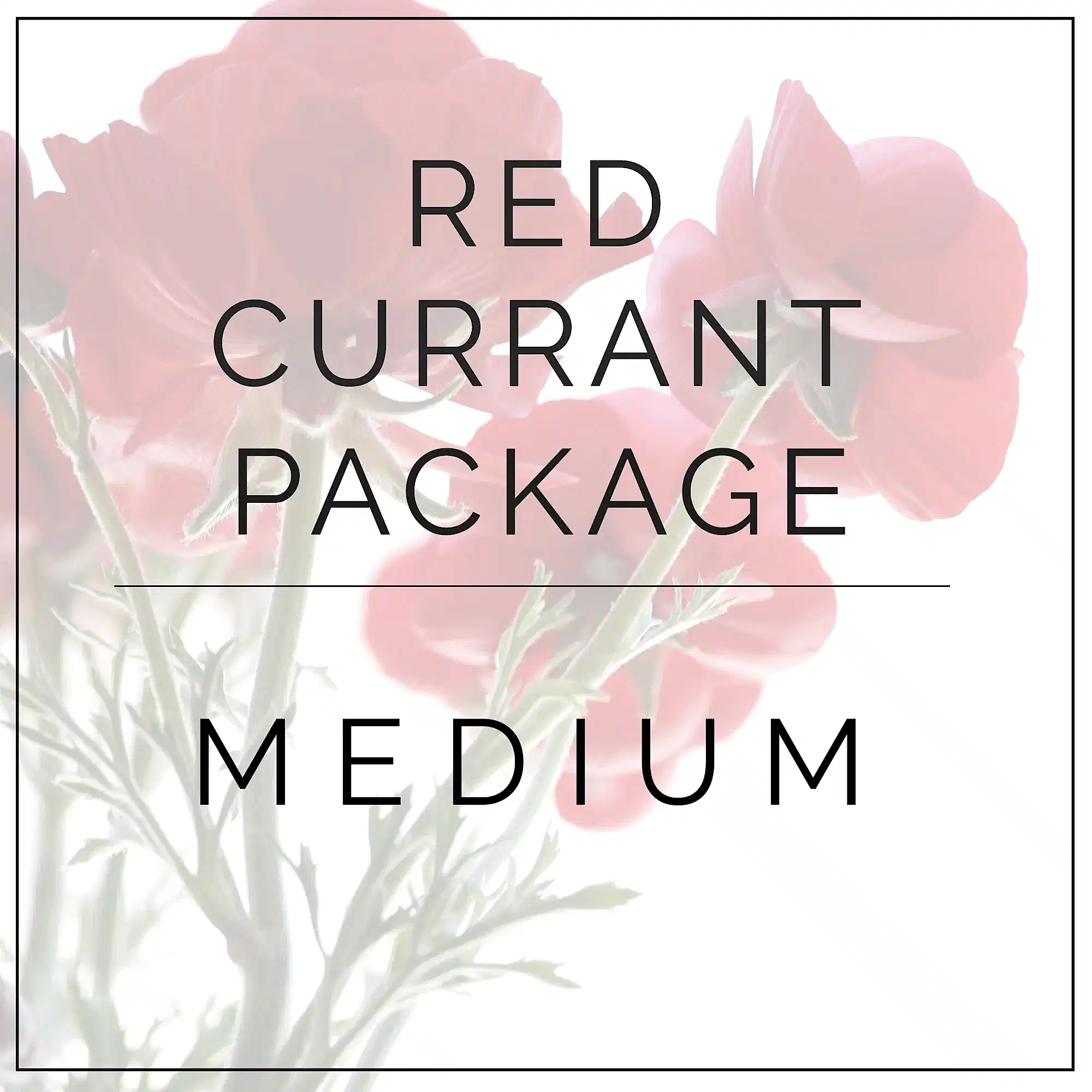 medium red currant package