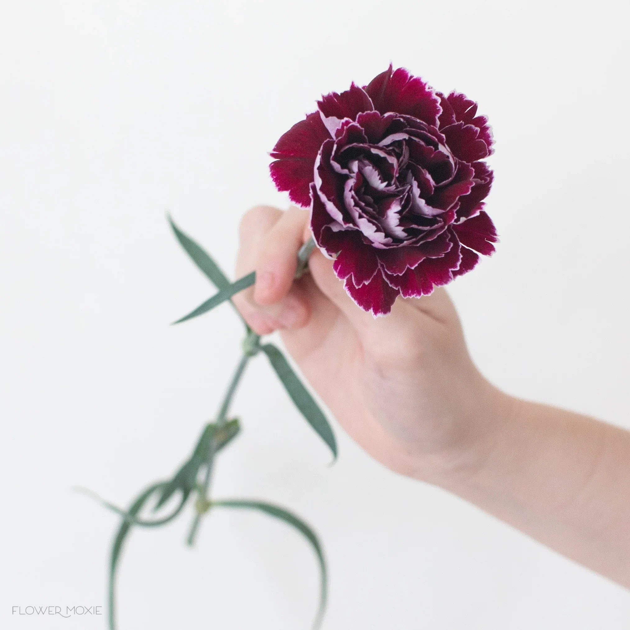 minerva burgundy carnation flower