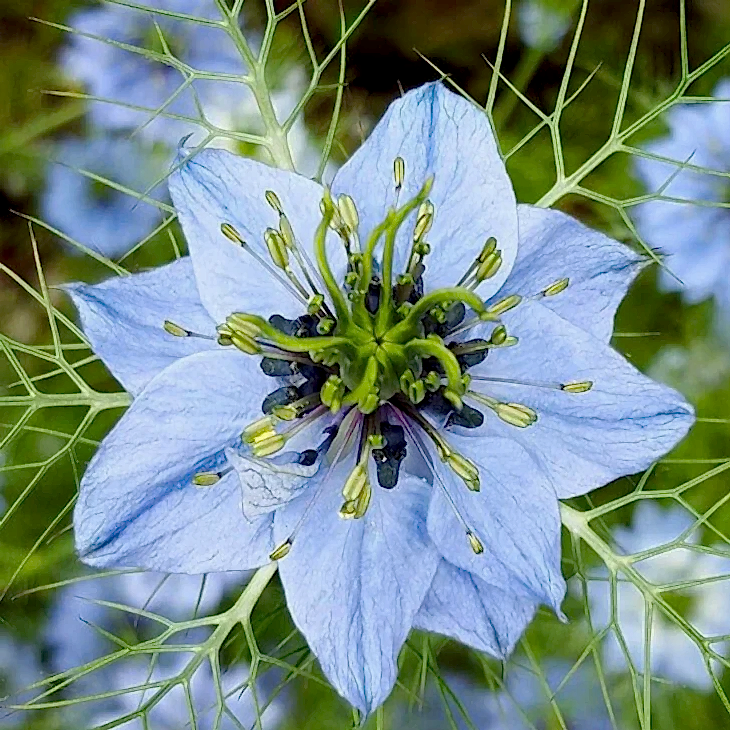 Blue Nigella Flower