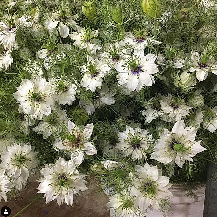 white nigella flower