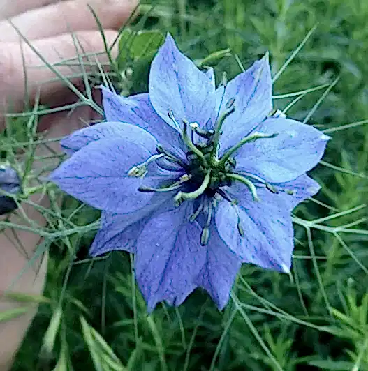 Blue Nigella Flower