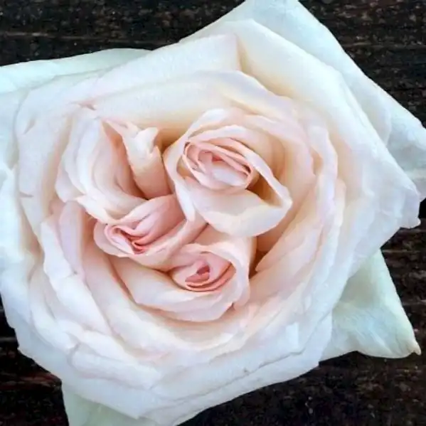 White Ohara Garden Rose