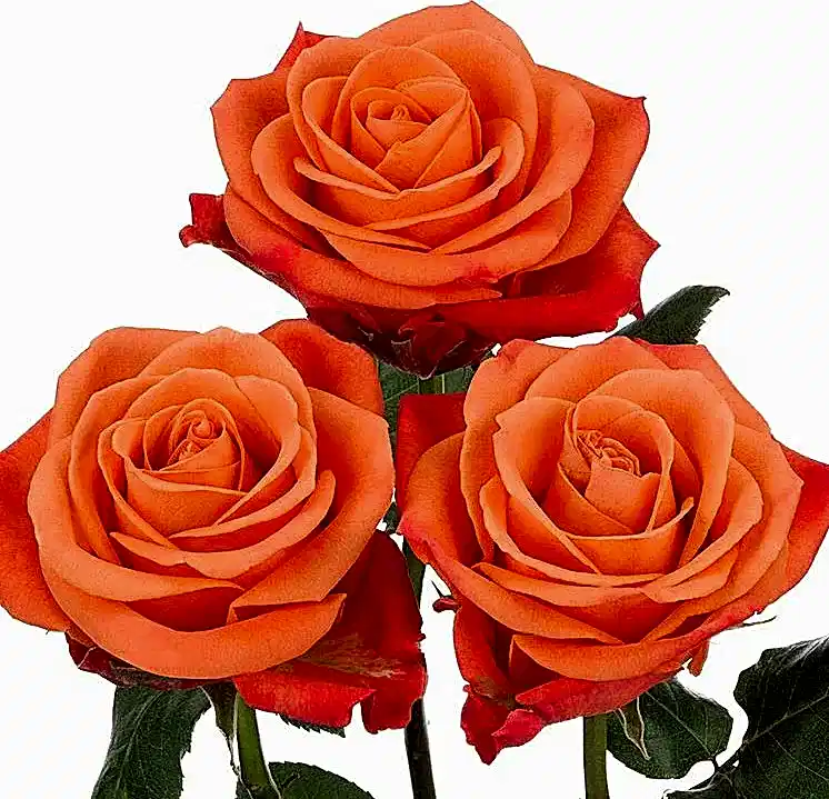 Orange Crush Roses