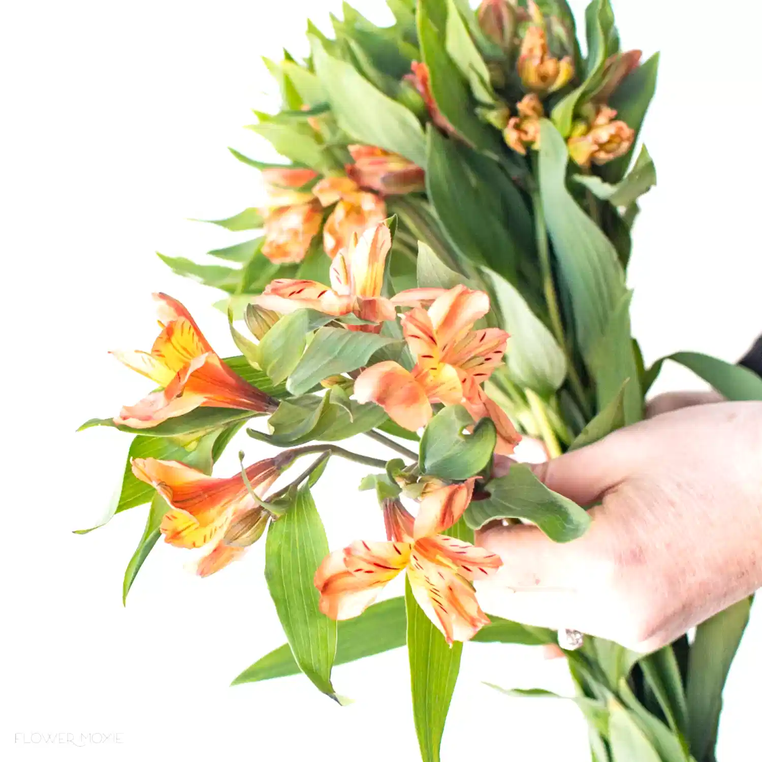 Orange Alstroemeria Flowers