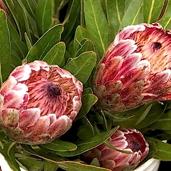 Pink Ice Protea Flower