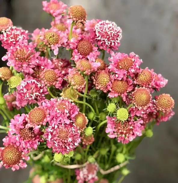 Pink Scabiosa Flower