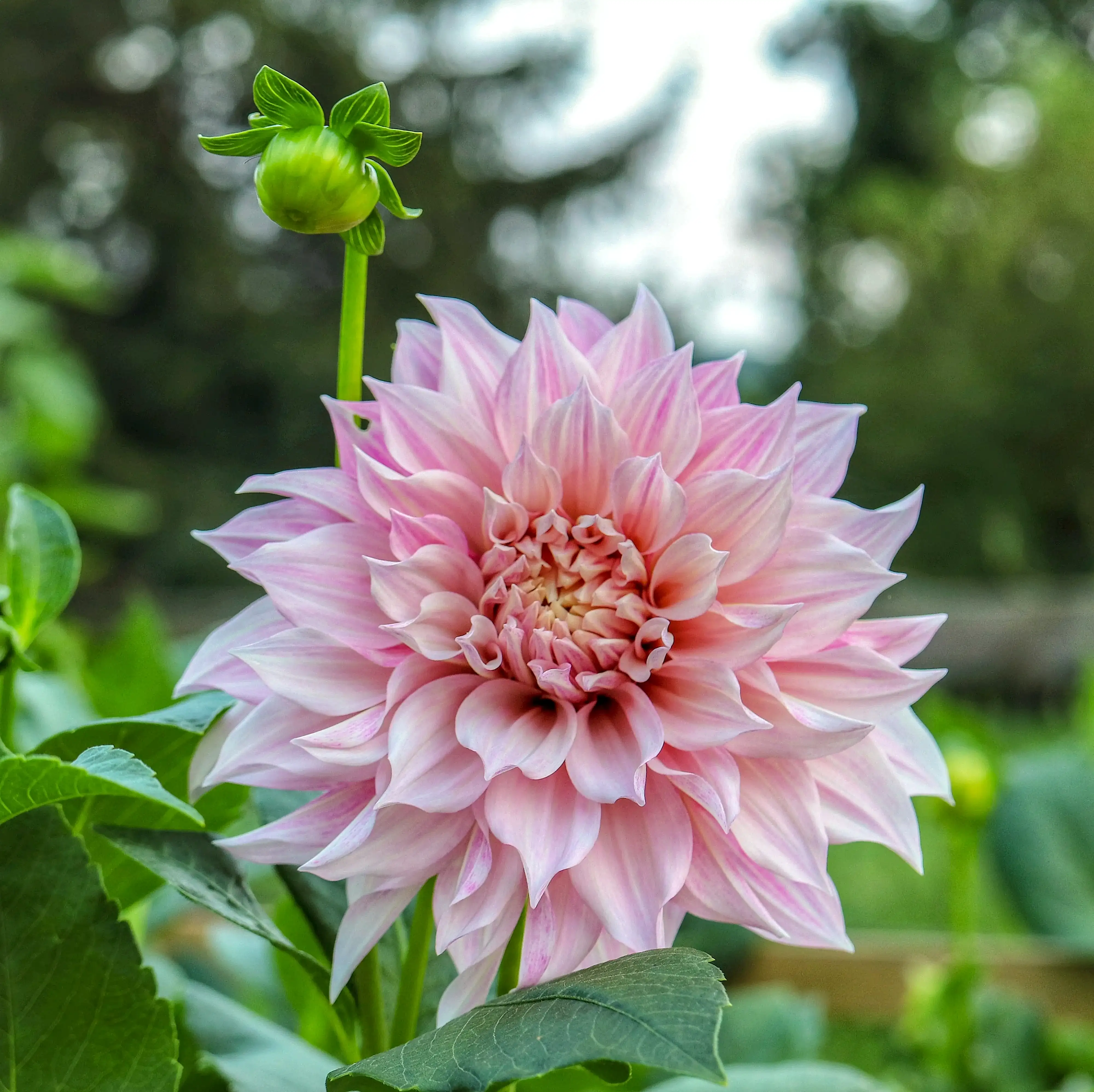 blush dahlia flower