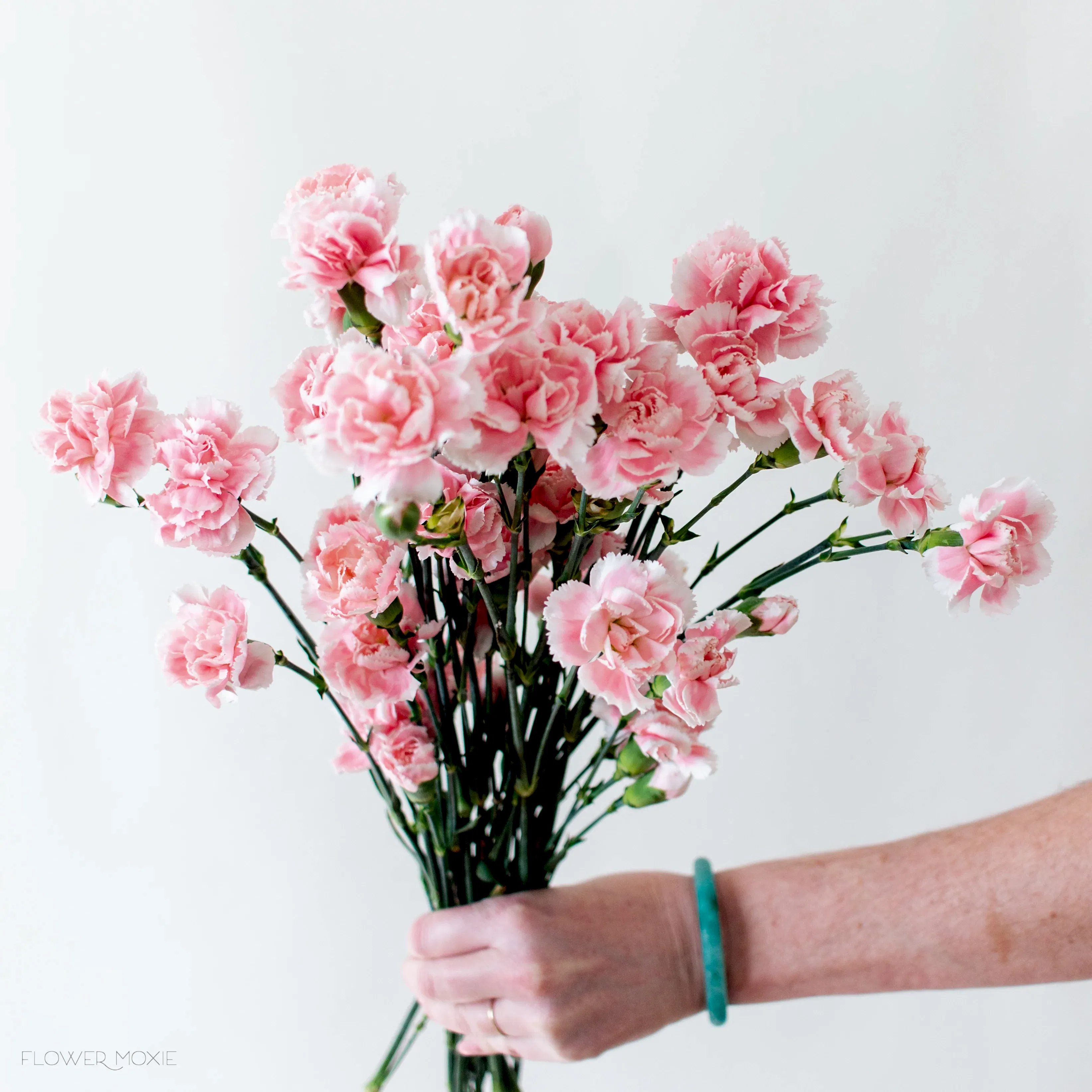 light pink mini carnation flower