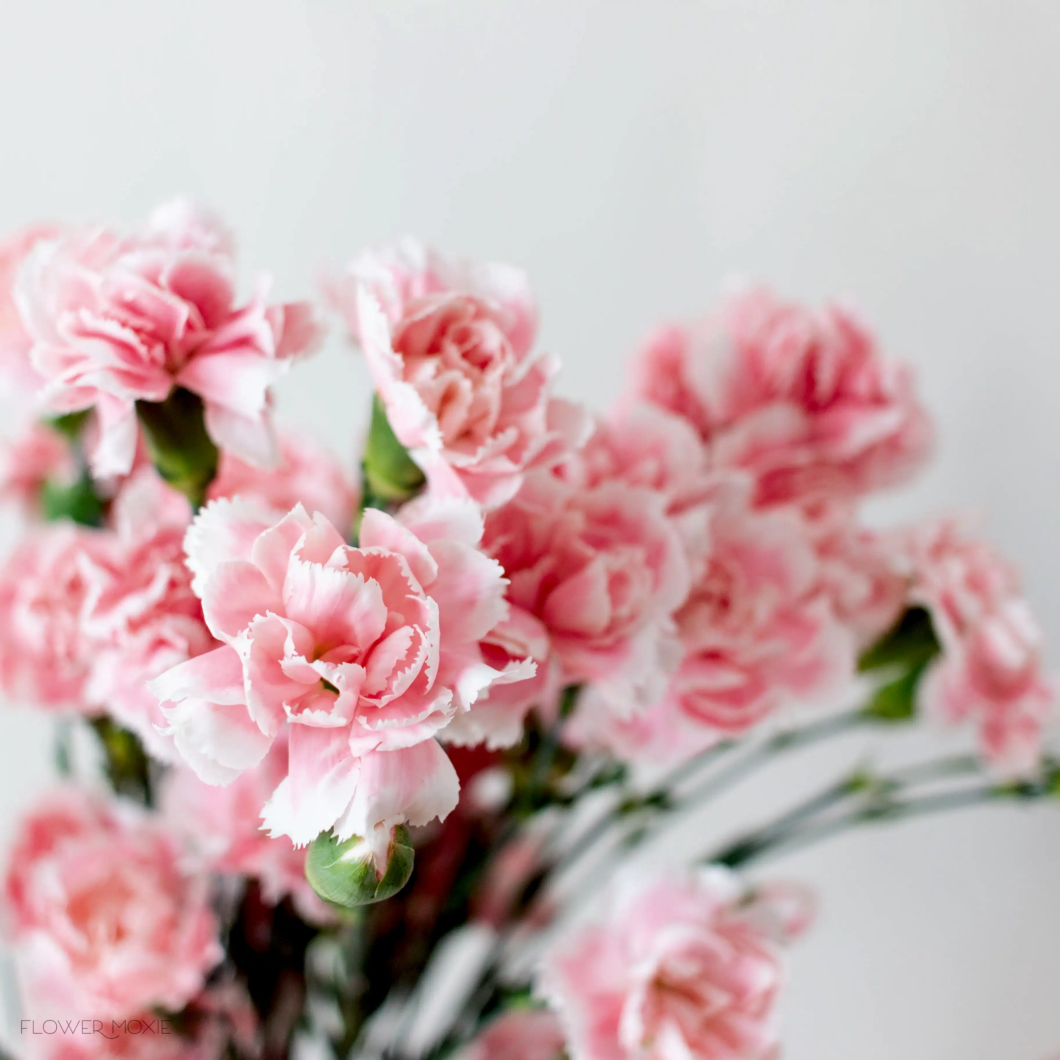 light pink mini carnation flower