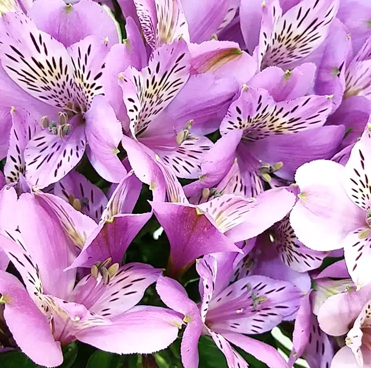 Purple Alstroemeria Flower