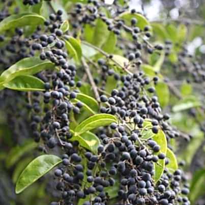 purple privet berry