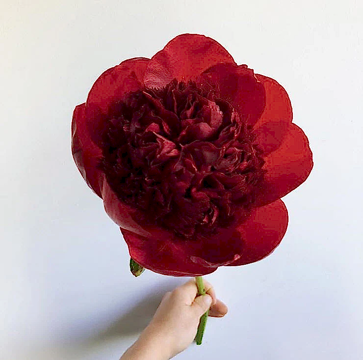 MAY-JUNE ONLY Red Peony Flower