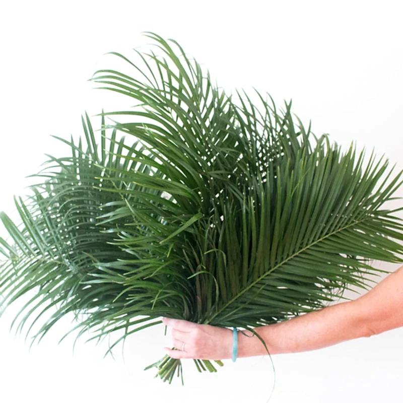 Robellini Palm Leaf Greenery