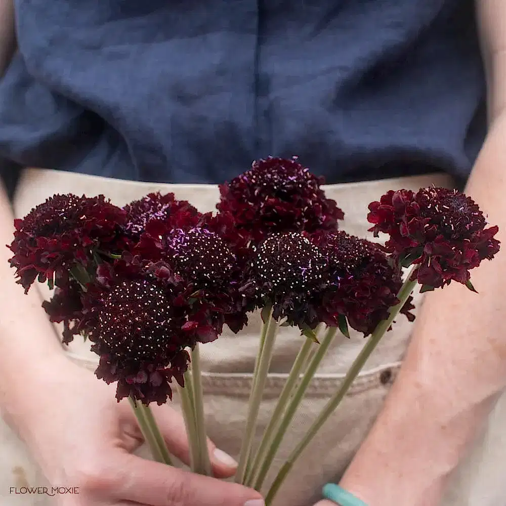 Dark Burgundy Scabiosa Flower