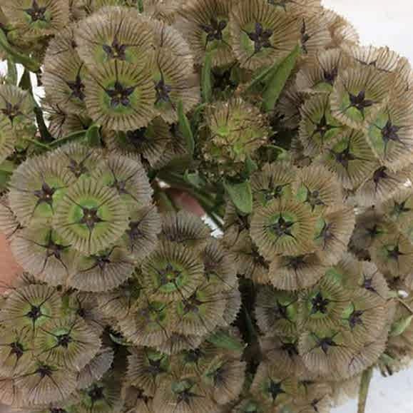 scabiosa pods wedding online flowers