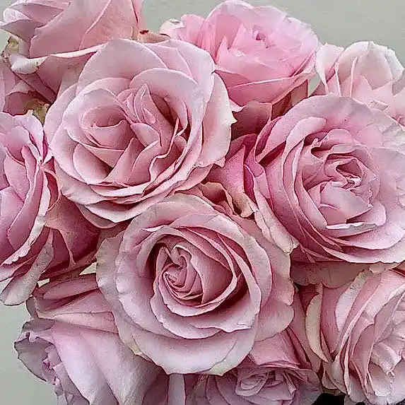 Secret Garden Pink Rose