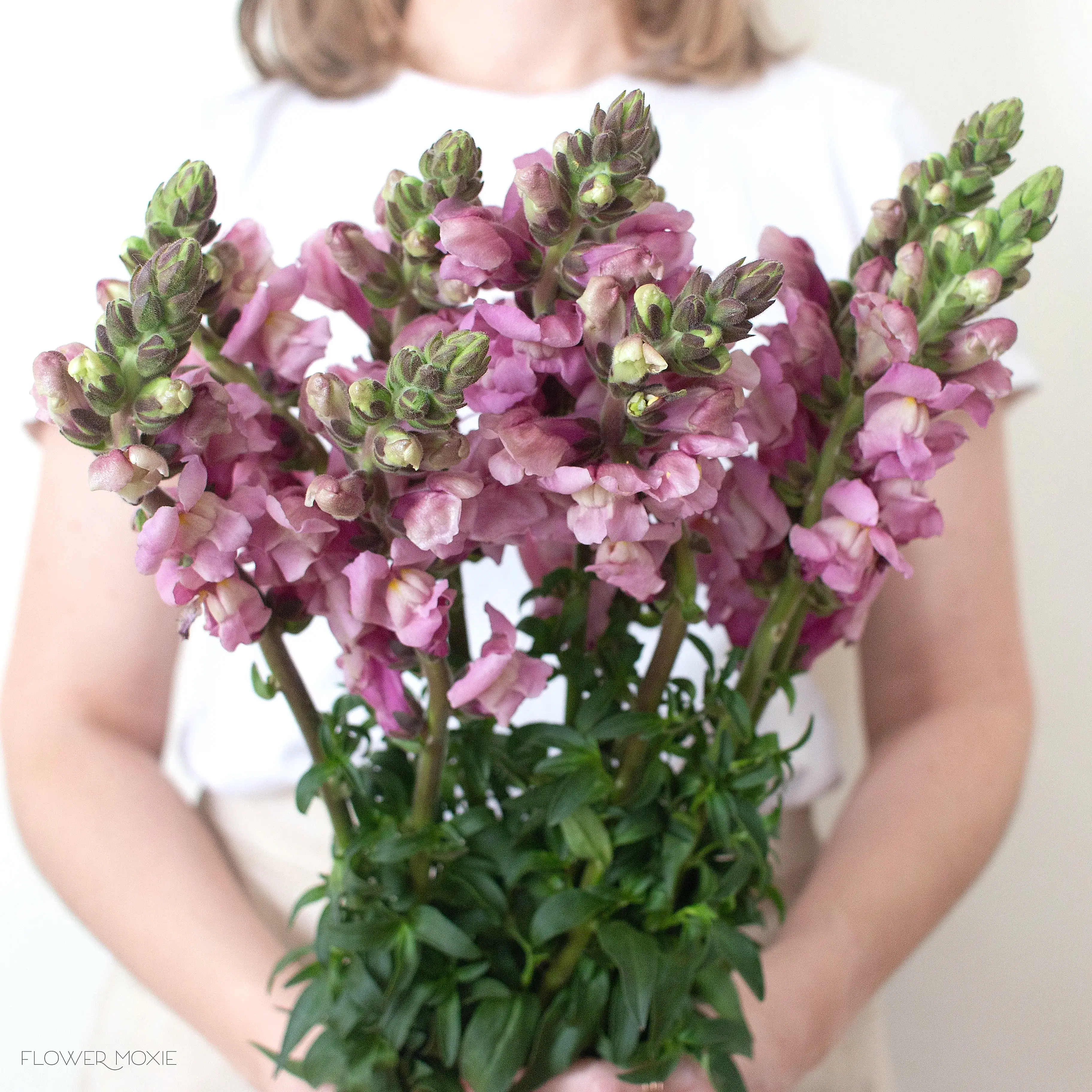 Lavender Mauve Snapdragon Flower