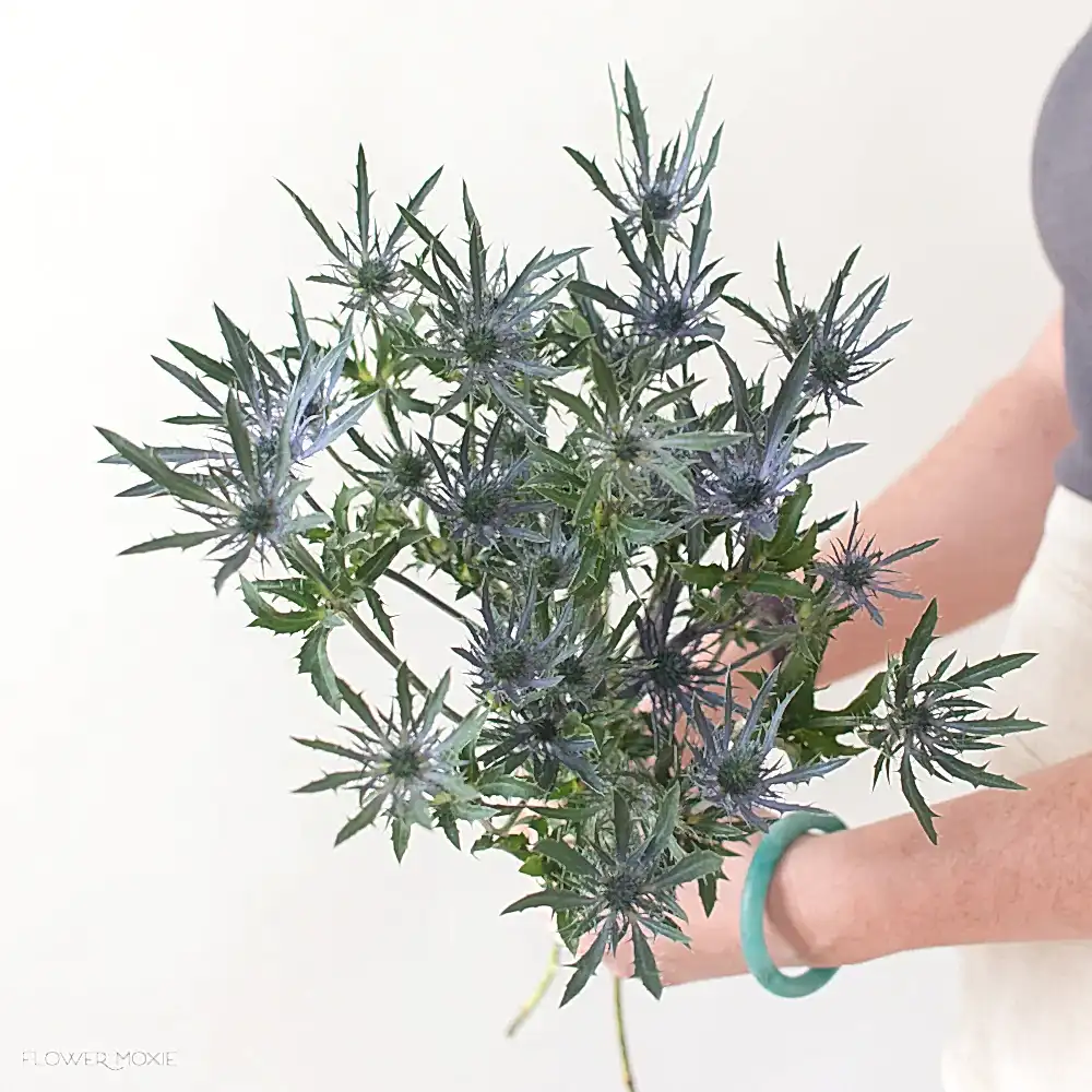 blue thistle flower