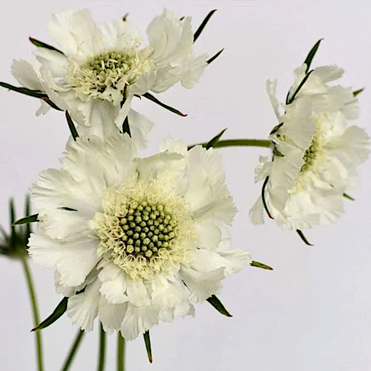 White Scabiosa Flower